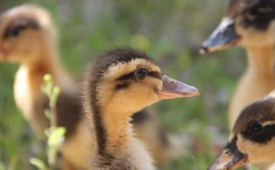 Dalyan Photos